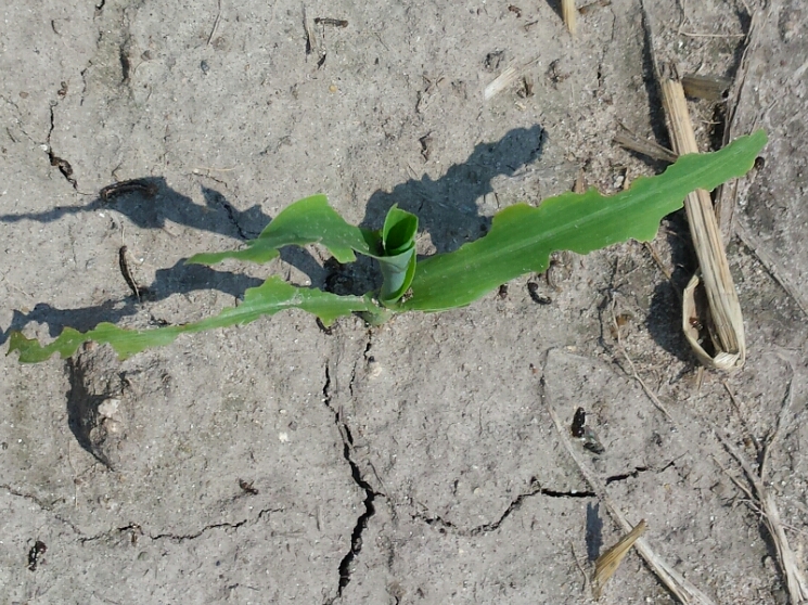 Sweet corn whorl emerging from the ground.